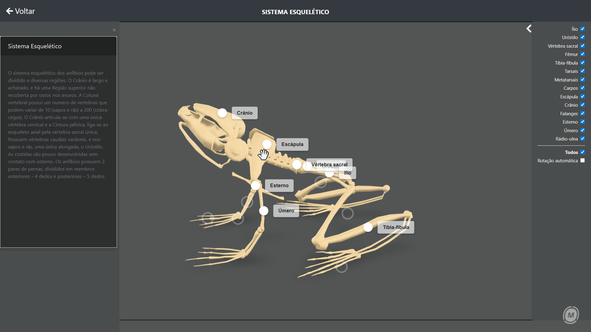 Esqueleto - anfíbios